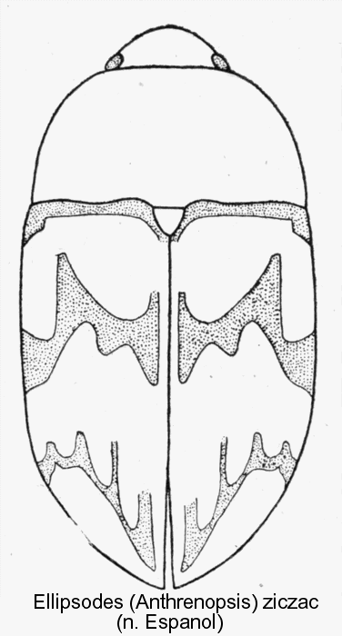 anthrenopsis scriptipennis_hab.gif